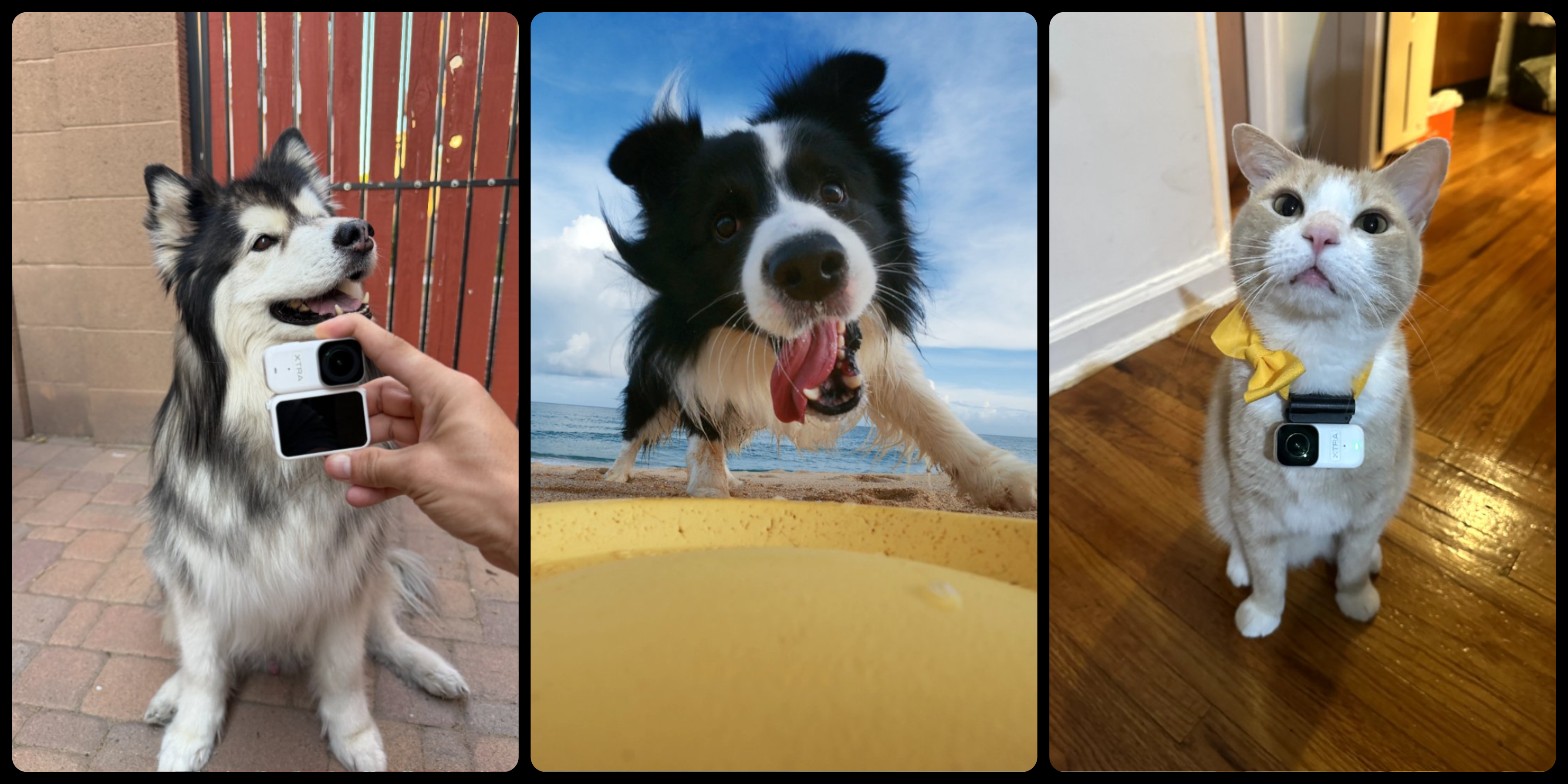 5 Pet POV Ideas to Try for the XTRA ATTO Pet POV Challenge