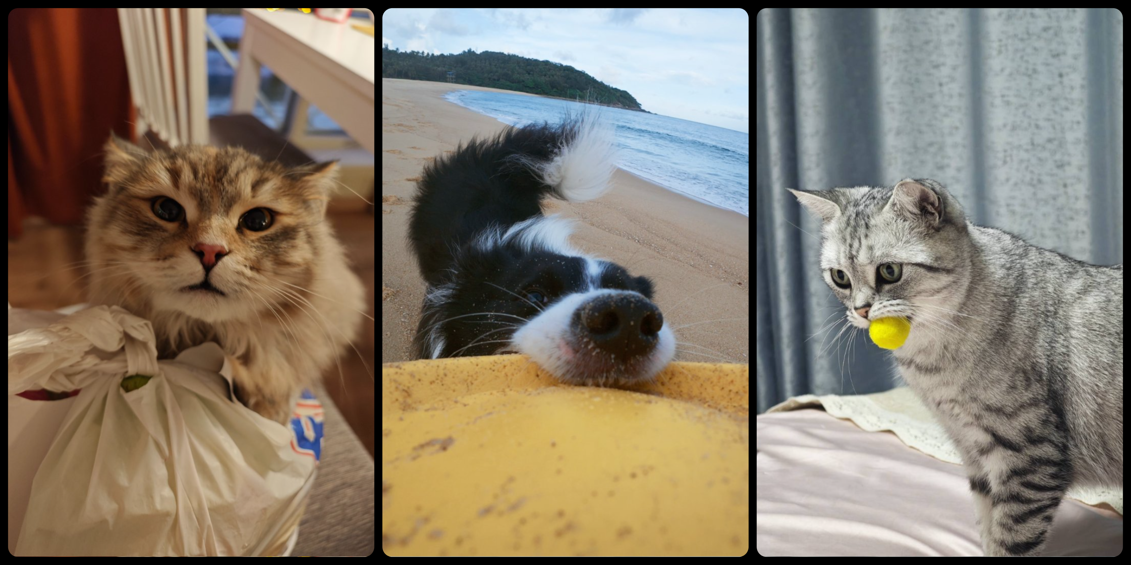 Stop Filming Your Pet From Across the Room: Make Pet Videos Feel More Personal